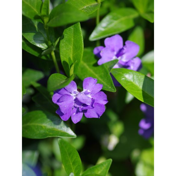 Vinca minor - Kis meténg cs9