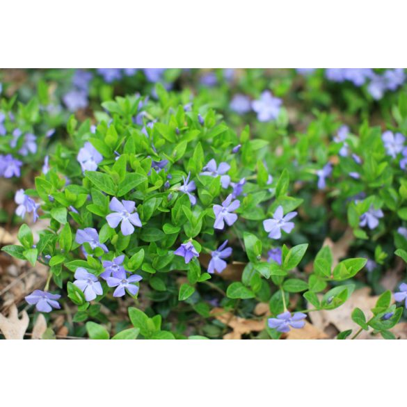 Vinca minor - Kis meténg cs9