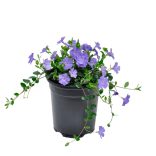 Vinca minor -  Kis meténg cs11