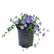 Vinca minor -  Kis meténg cs11