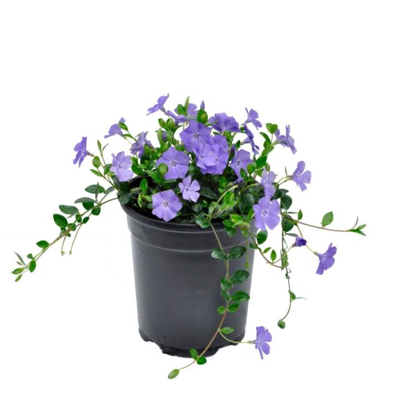 Vinca minor -  Kis meténg cs11