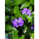 Vinca minor -  Kis meténg cs11