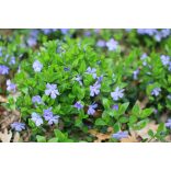 Vinca minor -  Kis meténg cs11