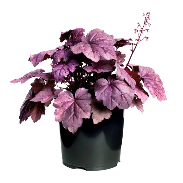 Heuchera - Tűzeső cs9