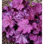 Heuchera - Tűzeső 1,5L