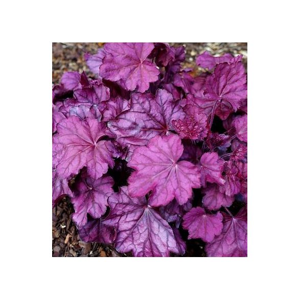 Heuchera - Tűzeső 1,5L