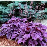 Heuchera - Tűzeső 1,5L