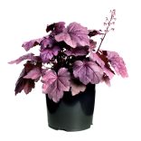 Heuchera - Tűzeső 2L