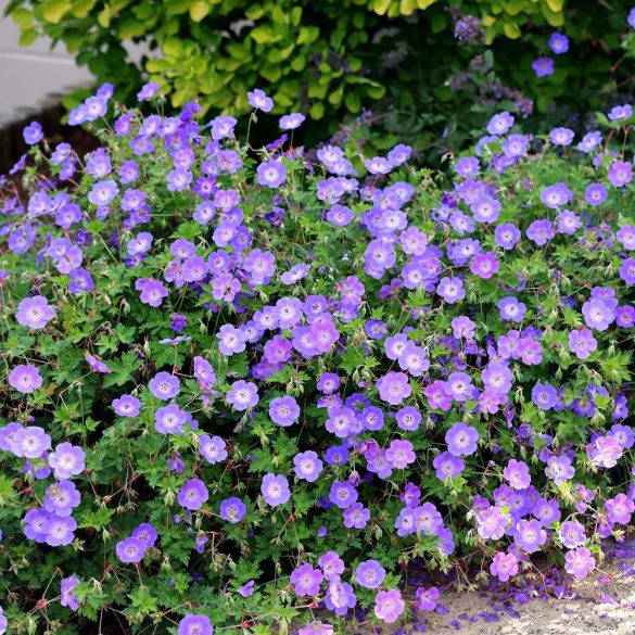 Geranium - Gólyaorr cs9