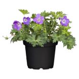 Geranium - Gólyaorr cs11