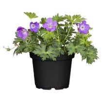 Geranium - Gólyaorr cs11