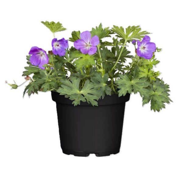 Geranium - Gólyaorr cs11