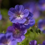 Geranium - Gólyaorr cs11