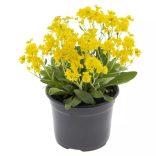 Aurinia saxatilis - Sziklai ternye cs9