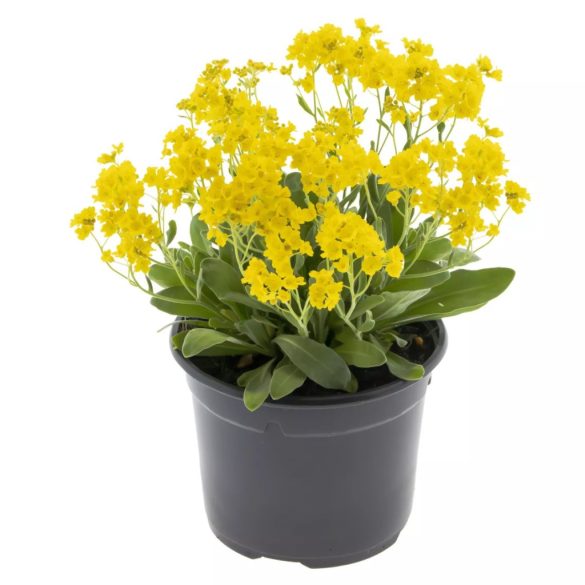 Aurinia saxatilis - Sziklai ternye cs9