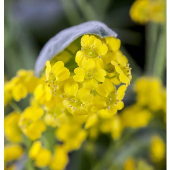 Aurinia saxatilis - Sziklai ternye cs9