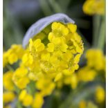 Aurinia saxatilis - Sziklai ternye cs11