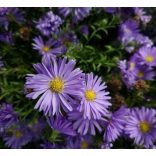 Aster dumosus - Törpe őszirózsa cs9