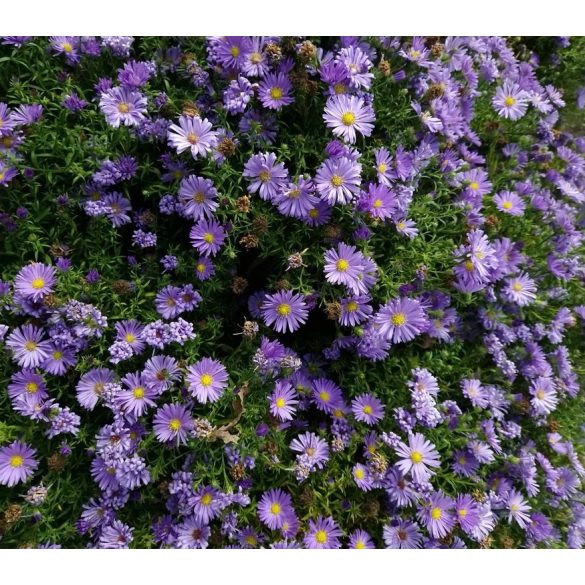 Aster dumosus - Törpe őszirózsa cs9