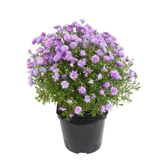 Aster dumosus - Törpe őszirózsa cs11