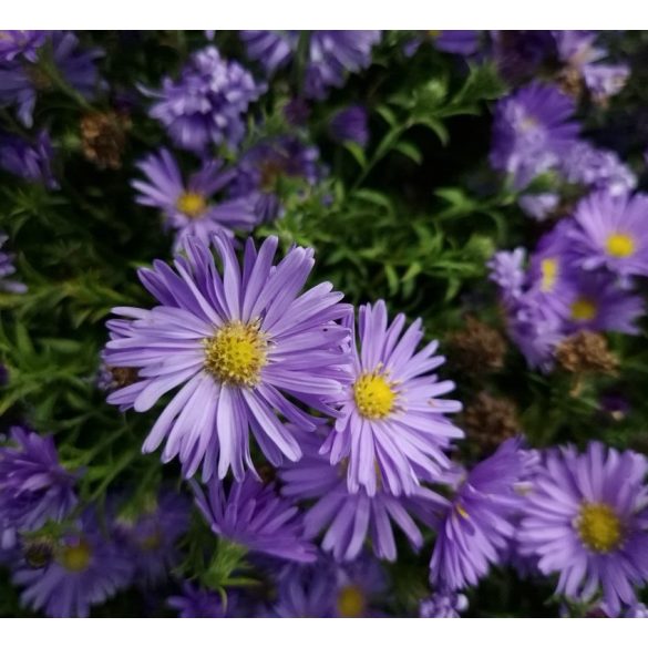Aster dumosus - Törpe őszirózsa cs11