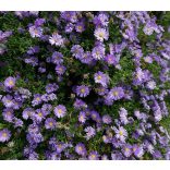Aster dumosus - Törpe őszirózsa cs11