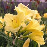 Hemerocallis - Sásliliom cs9