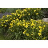 Hemerocallis - Sásliliom k14