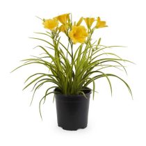 Hemerocallis - Sásliliom 2L