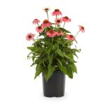 Echinacea purpurea 'Rubinstern' – Bíbor kasvirág  1,5L