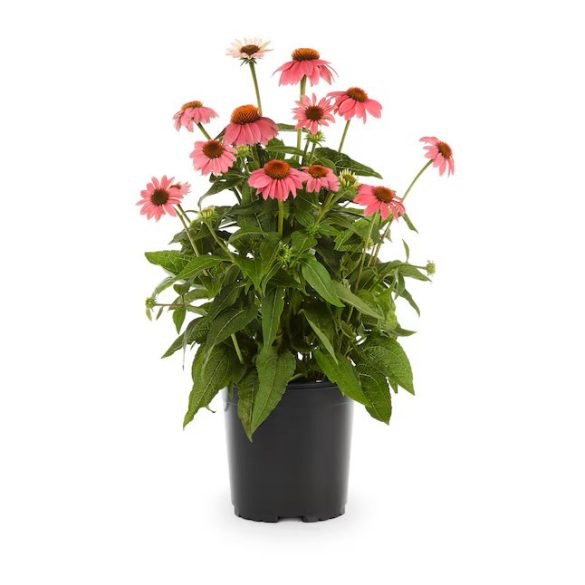 Echinacea purpurea 'Rubinstern' – Bíbor kasvirág  1,5L