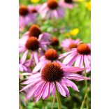Echinacea purpurea 'Rubinstern' – Bíbor kasvirág  1,5L