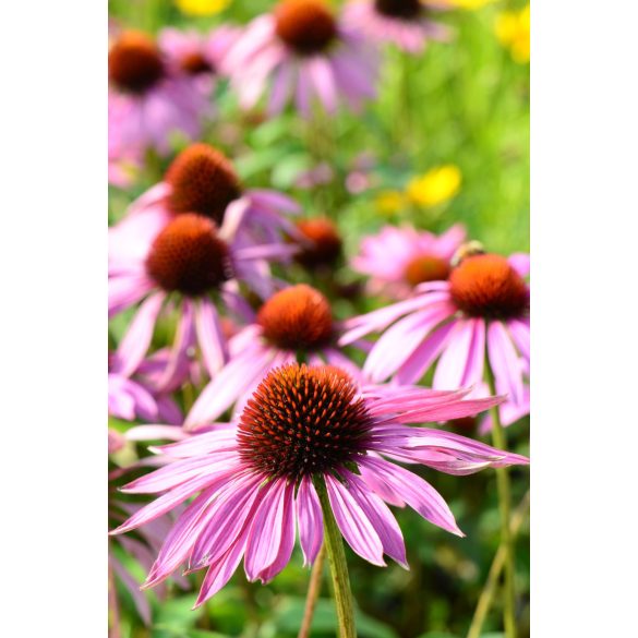 Echinacea purpurea 'Rubinstern' – Bíbor kasvirág  1,5L