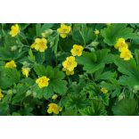 Waldsteinia geoides - Erdei berkipimpó cs9