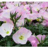 Oenothera speciosa - Ligetszépe cs9