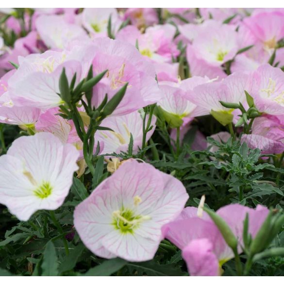 Oenothera speciosa - Ligetszépe cs9