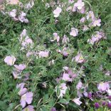 Oenothera speciosa - Ligetszépe cs9