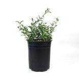 Oenothera speciosa - Ligetszépe 2L