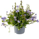 Campanula poscharskyana - Balkáni harangvirág cs9