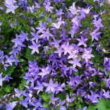 Campanula poscharskyana - Balkáni harangvirág cs9
