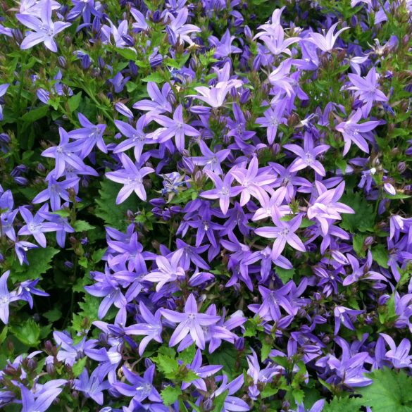 Campanula poscharskyana - Balkáni harangvirág cs9