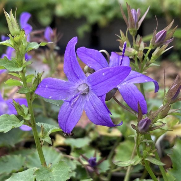 Campanula poscharskyana - Balkáni harangvirág 2L