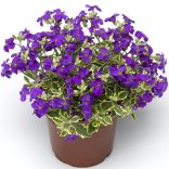 Aubrieta 'Silberrand' – Pázsitviola 2L