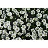 Iberis sempervirens – Örökzöld tatárvirág cs9