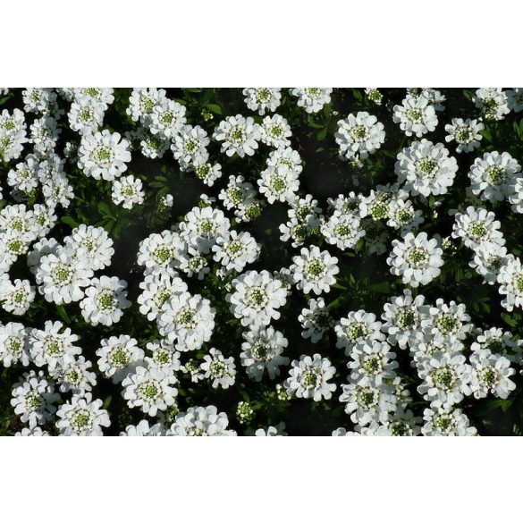 Iberis sempervirens – Örökzöld tatárvirág cs9