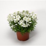 Iberis sempervirens – Örökzöld tatárvirág 2L