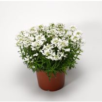 Iberis sempervirens – Örökzöld tatárvirág 2L