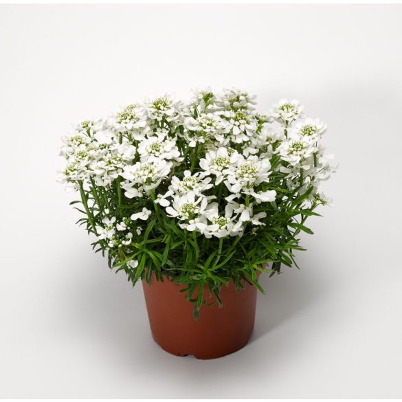 Iberis sempervirens – Örökzöld tatárvirág 2L