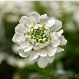 Iberis sempervirens – Örökzöld tatárvirág 2L