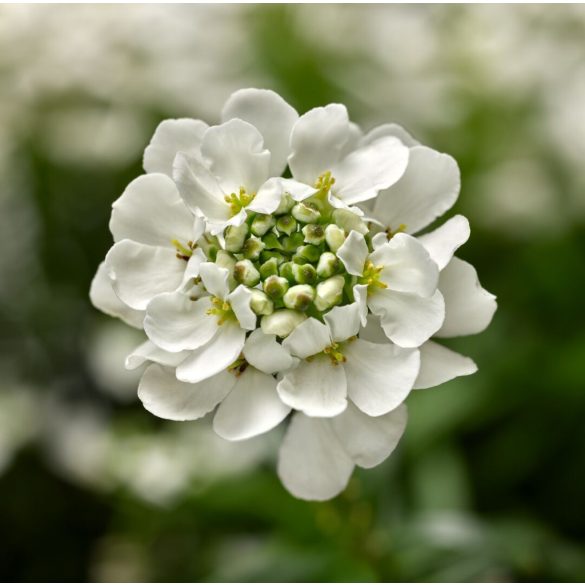 Iberis sempervirens – Örökzöld tatárvirág 2L